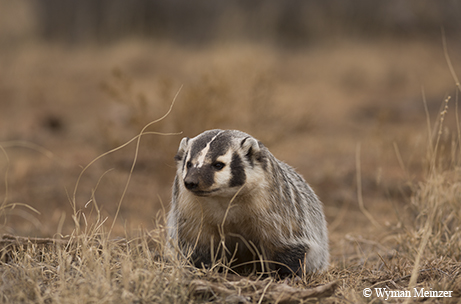 badger