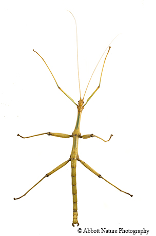 walking stick