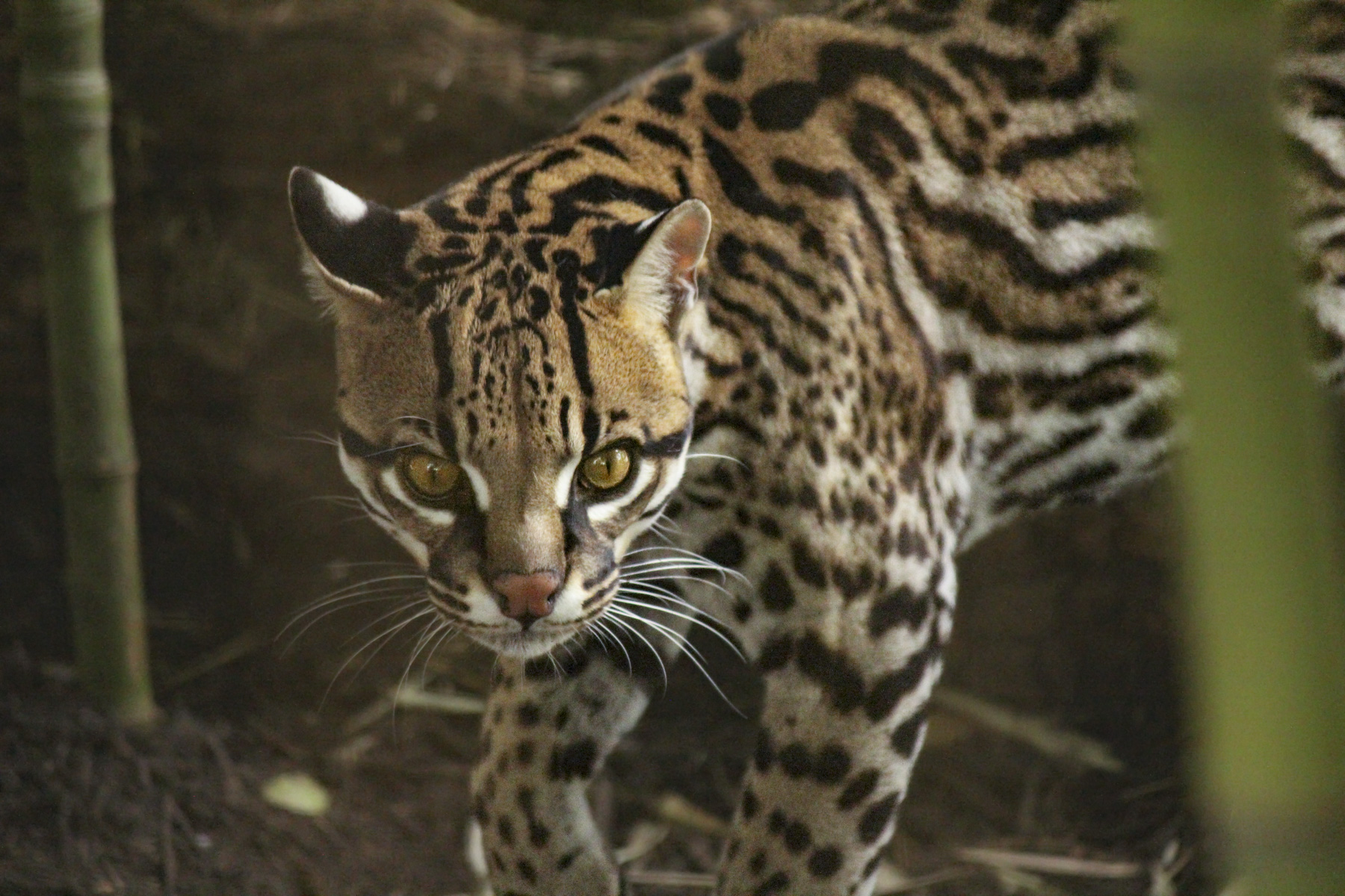 ocelot