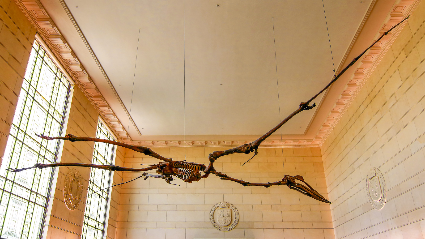 Pterodactyl skeleton hanging from ceiling at museum