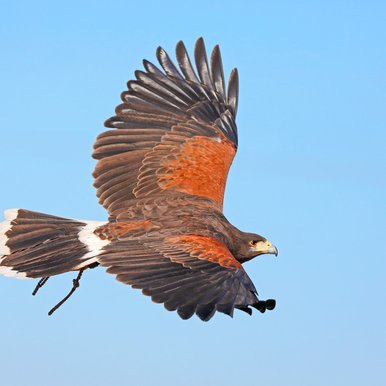 A Harris hawk soars through the sky