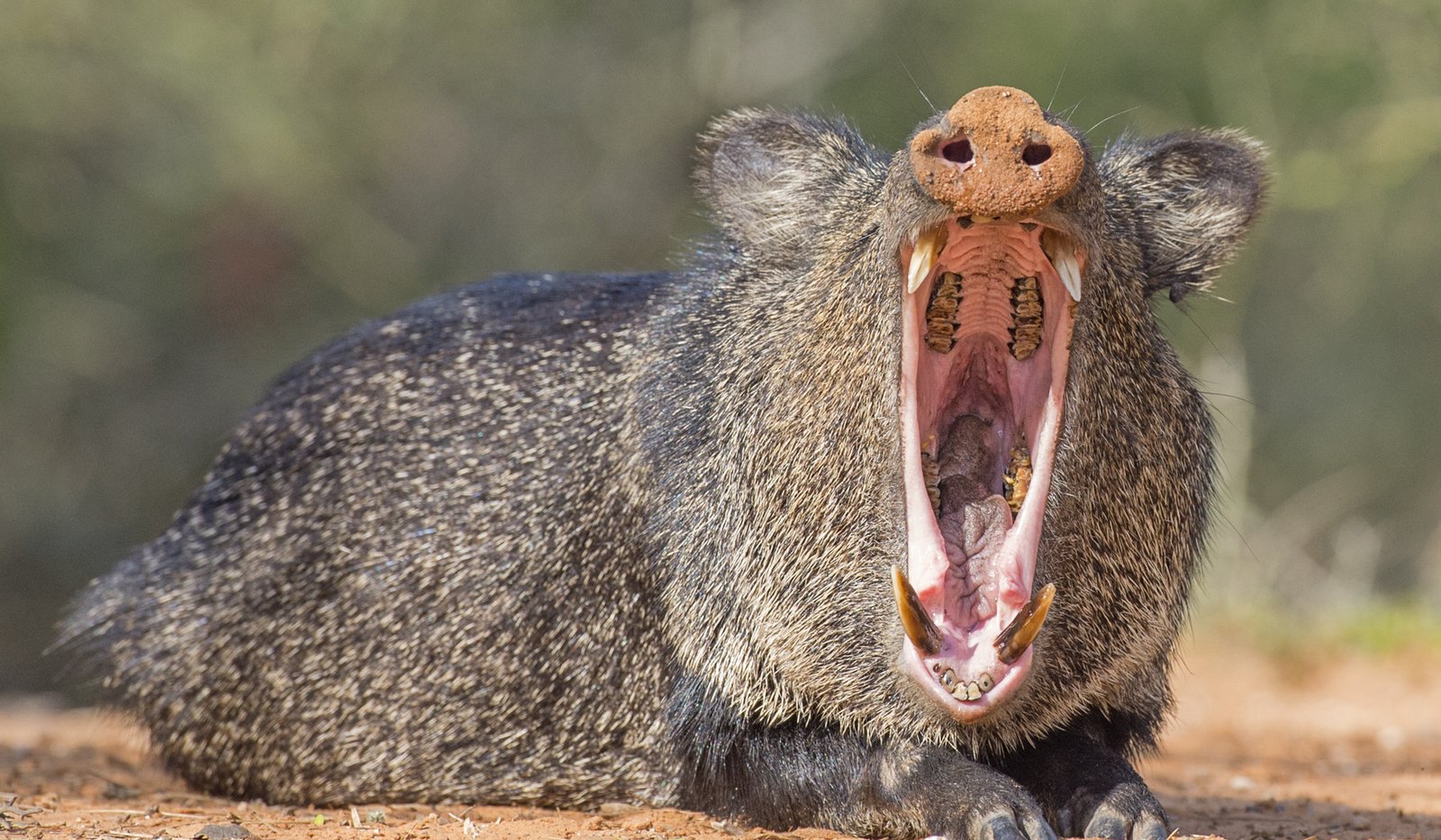 A javelina lying on the ground yawning.