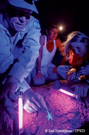 TPWD staff with guests in a cave shining florescent light on scorpion to see it glow